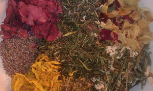 Alvást segítő teafű