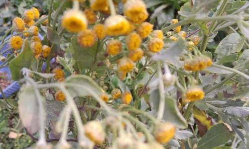 Boldogasszony tenyere