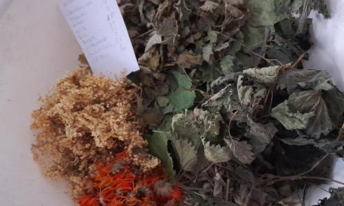 Köszvény - reuma gyógynövény szárítmányok