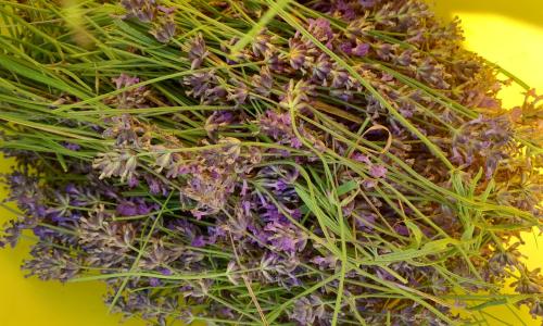 Levendula
