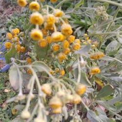 Boldogasszony tenyere