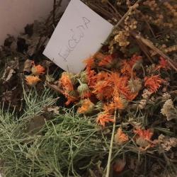 Nyugodt alváshoz gyógynövény szárítmányok