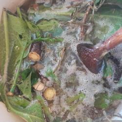 Fekete nadálytő sütési fázis