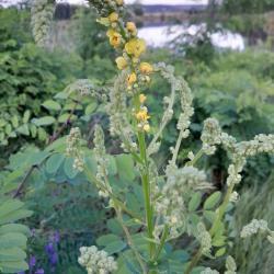 Fekete ökörfarkkóró