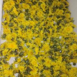 Gyermekláncfű virág