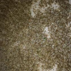 Kökényvirág szárítás