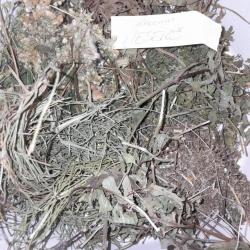 Korall vesekő szárítmány