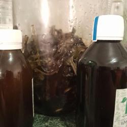 Lándzsás utifű szirup  250 ml