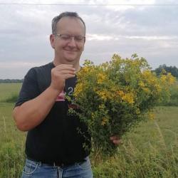 Orbáncfű csokor gyűjtés