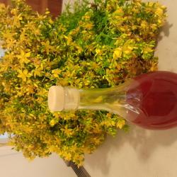 orbáncfű macerátum