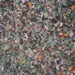 Vérhigító gyógynövények